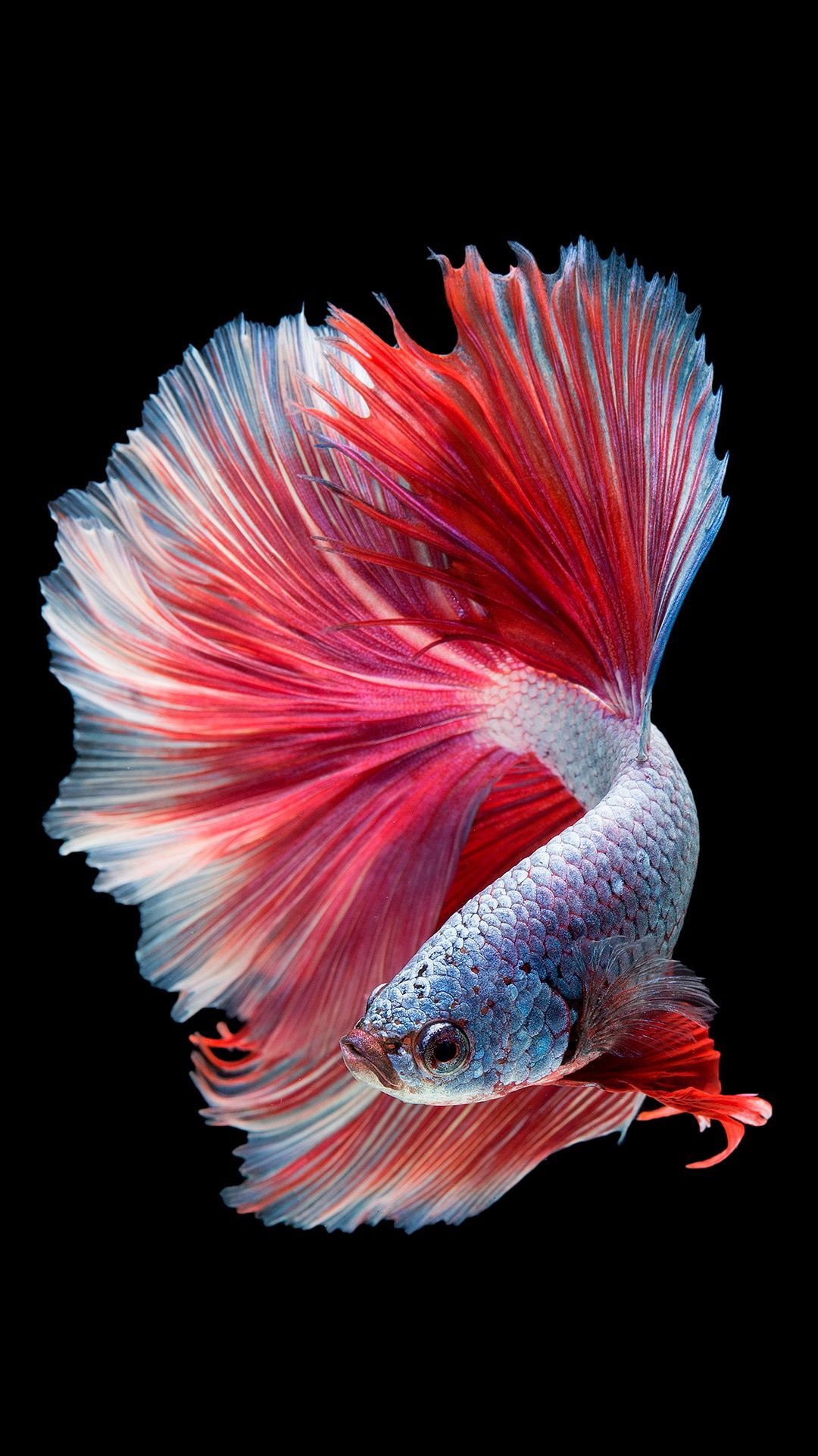 Fish_Animal_HD